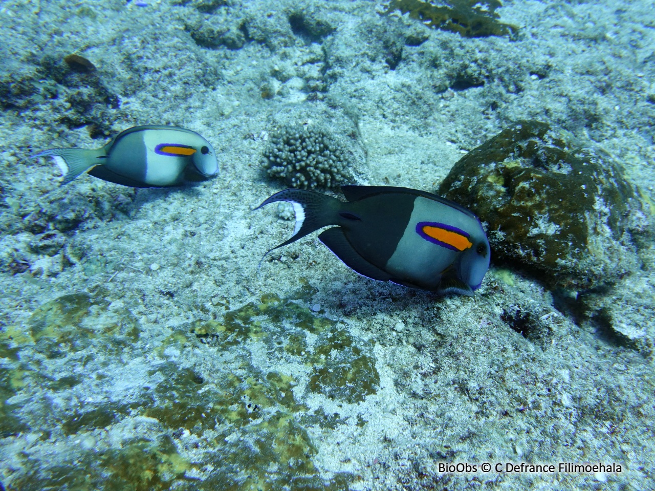 Chirurgien à épaulettes - Acanthurus olivaceus - C Defrance Filimoehala - BioObs