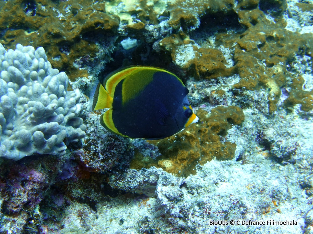Poisson-papillon noir à nez jaune - Chaetodon flavirostris - C Defrance Filimoehala - BioObs