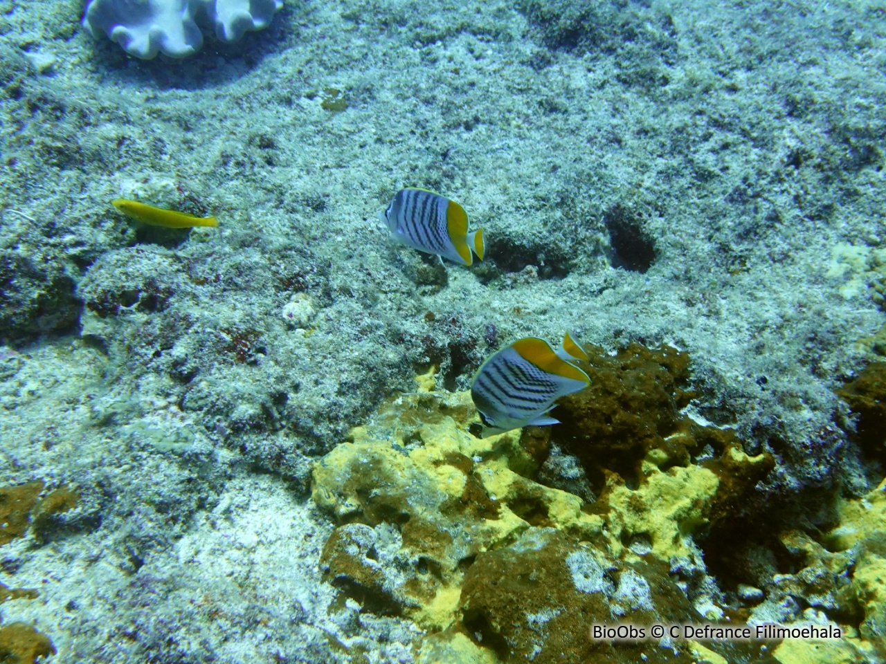 Poisson-papillon de Mertens - Chaetodon mertensii - C Defrance Filimoehala - BioObs