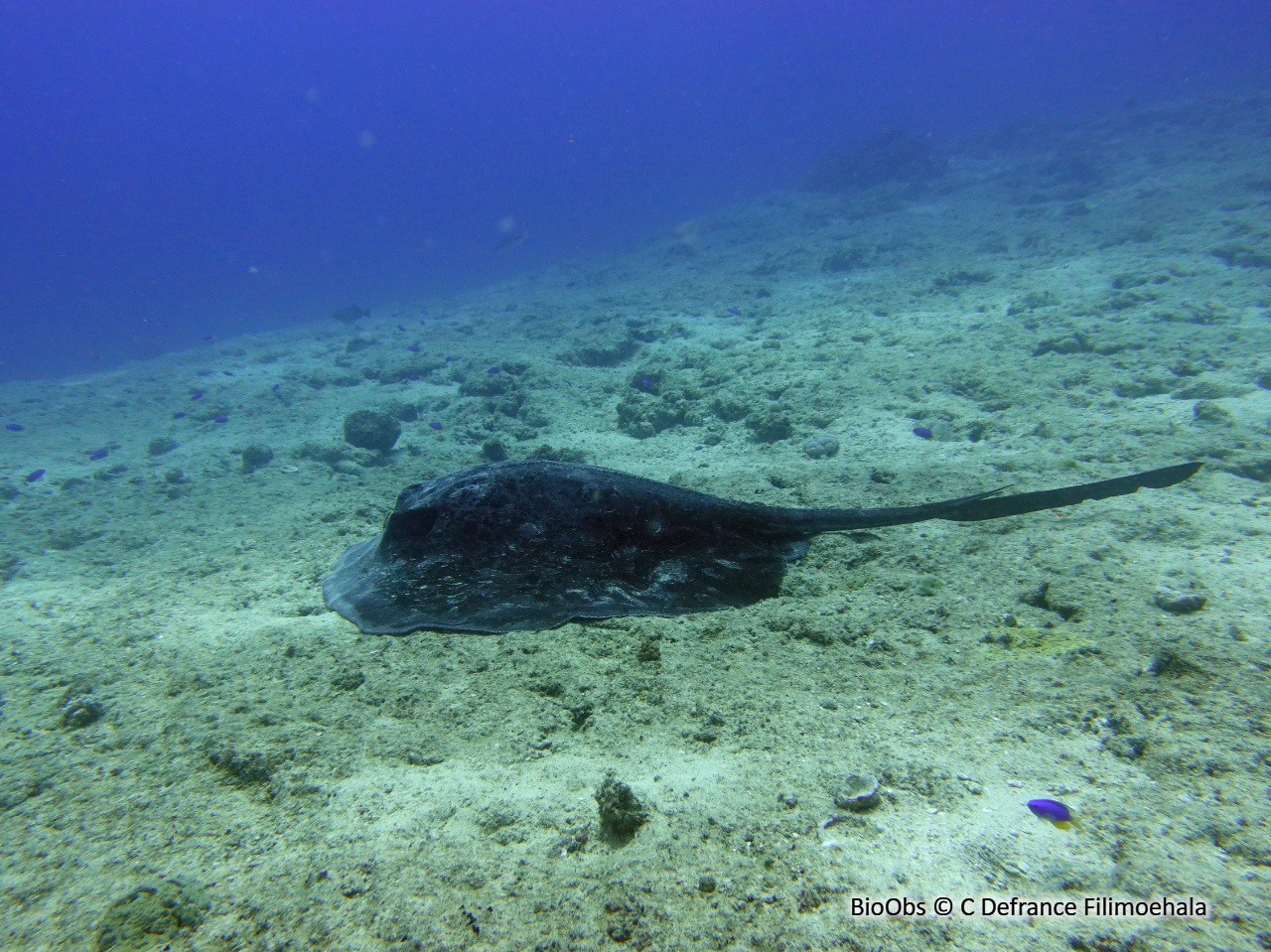 Raie à taches noires - Taeniurops meyeni - C Defrance Filimoehala - BioObs