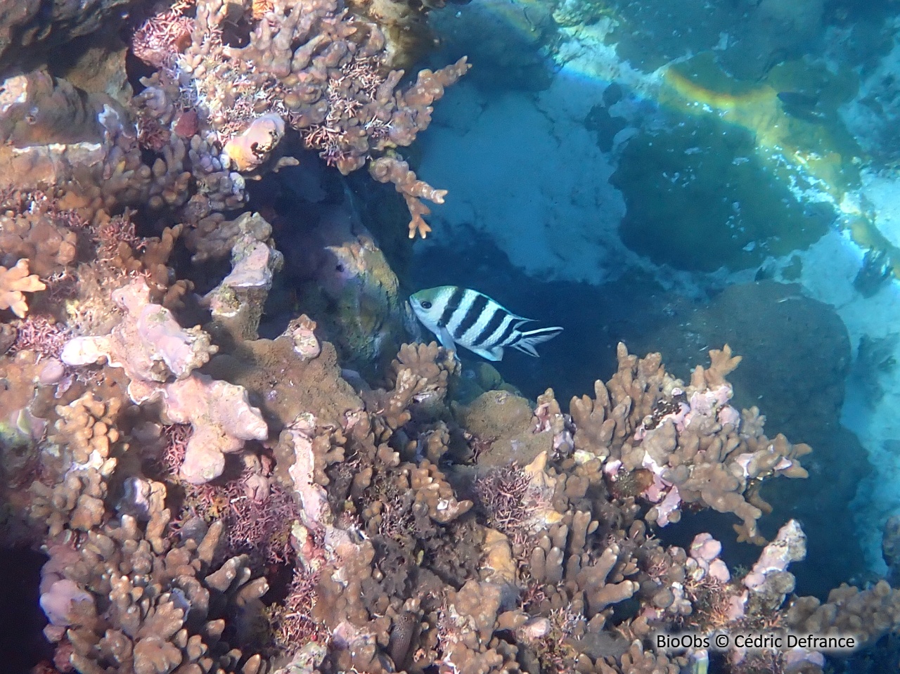 Sergent-major à queue en ciseaux - Abudefduf sexfasciatus - Cédric Defrance - BioObs