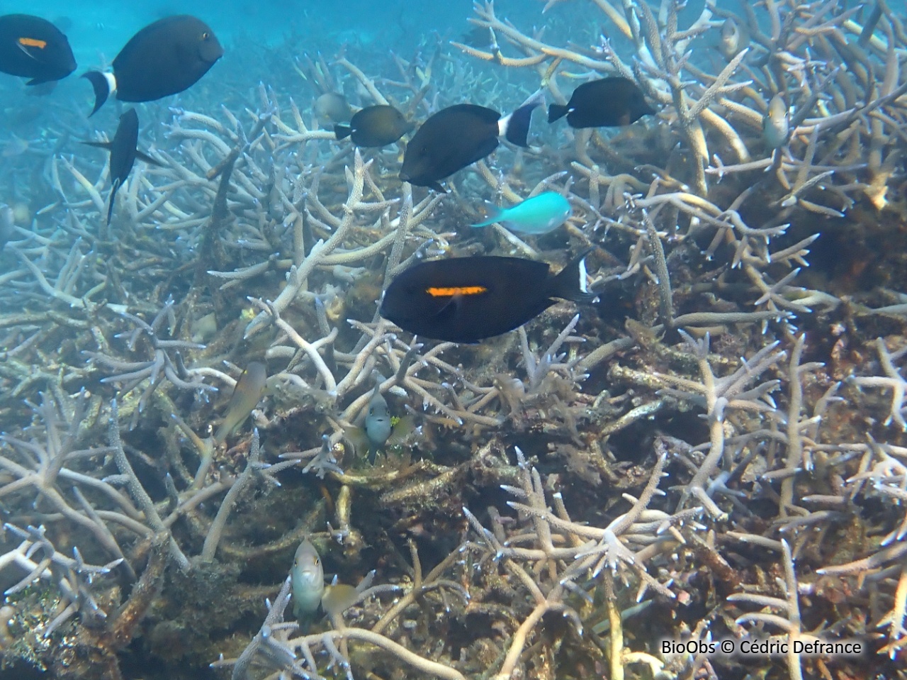Chirurgien à épaulettes - Acanthurus olivaceus - Cédric Defrance - BioObs