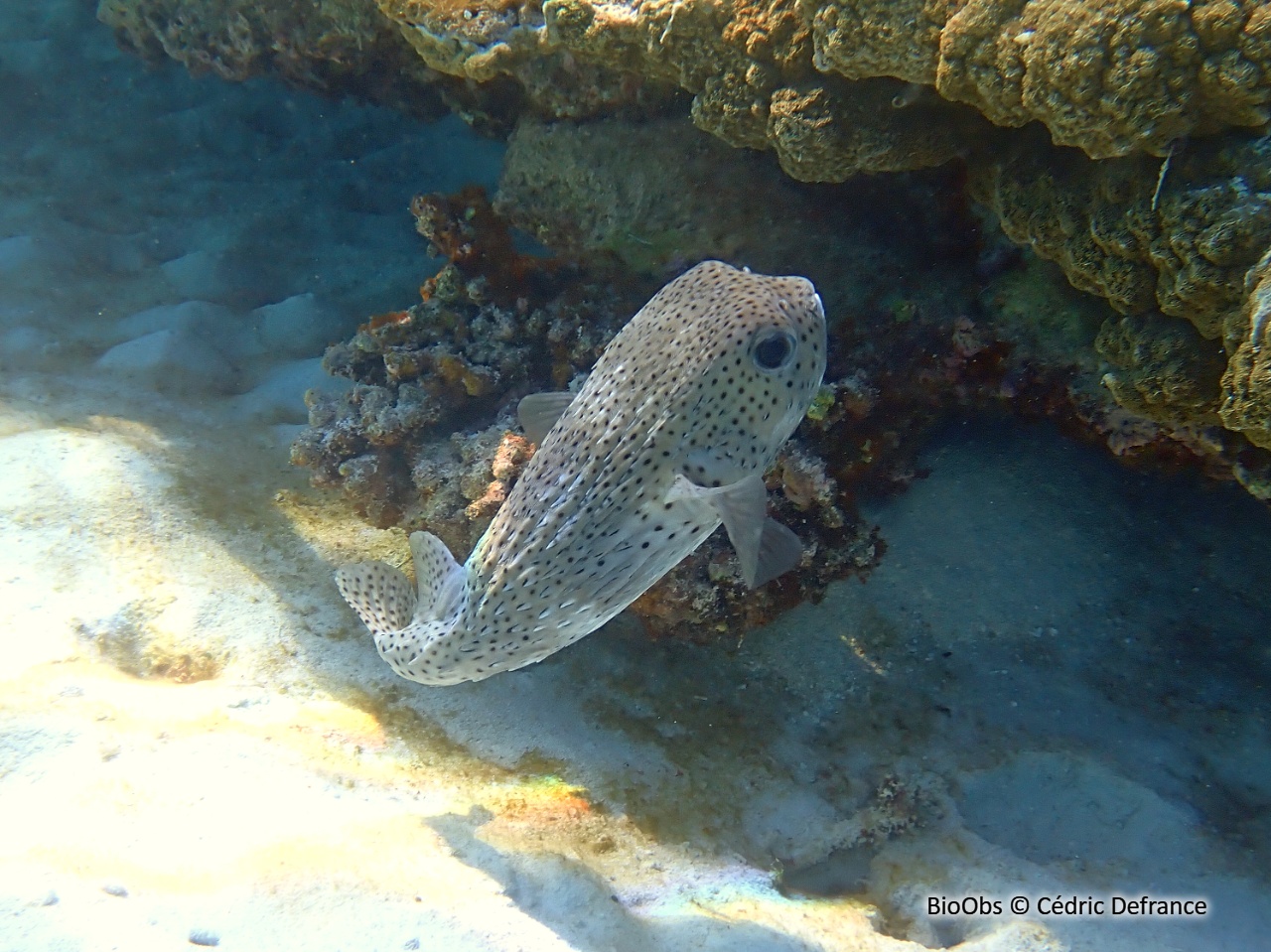 Poisson grand porc-épic - Diodon hystrix - Cédric Defrance - BioObs