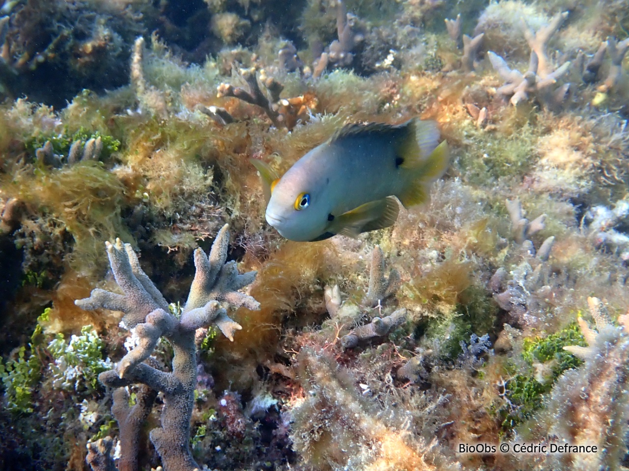 Grégoire noir - Stegastes nigricans - Cédric Defrance - BioObs