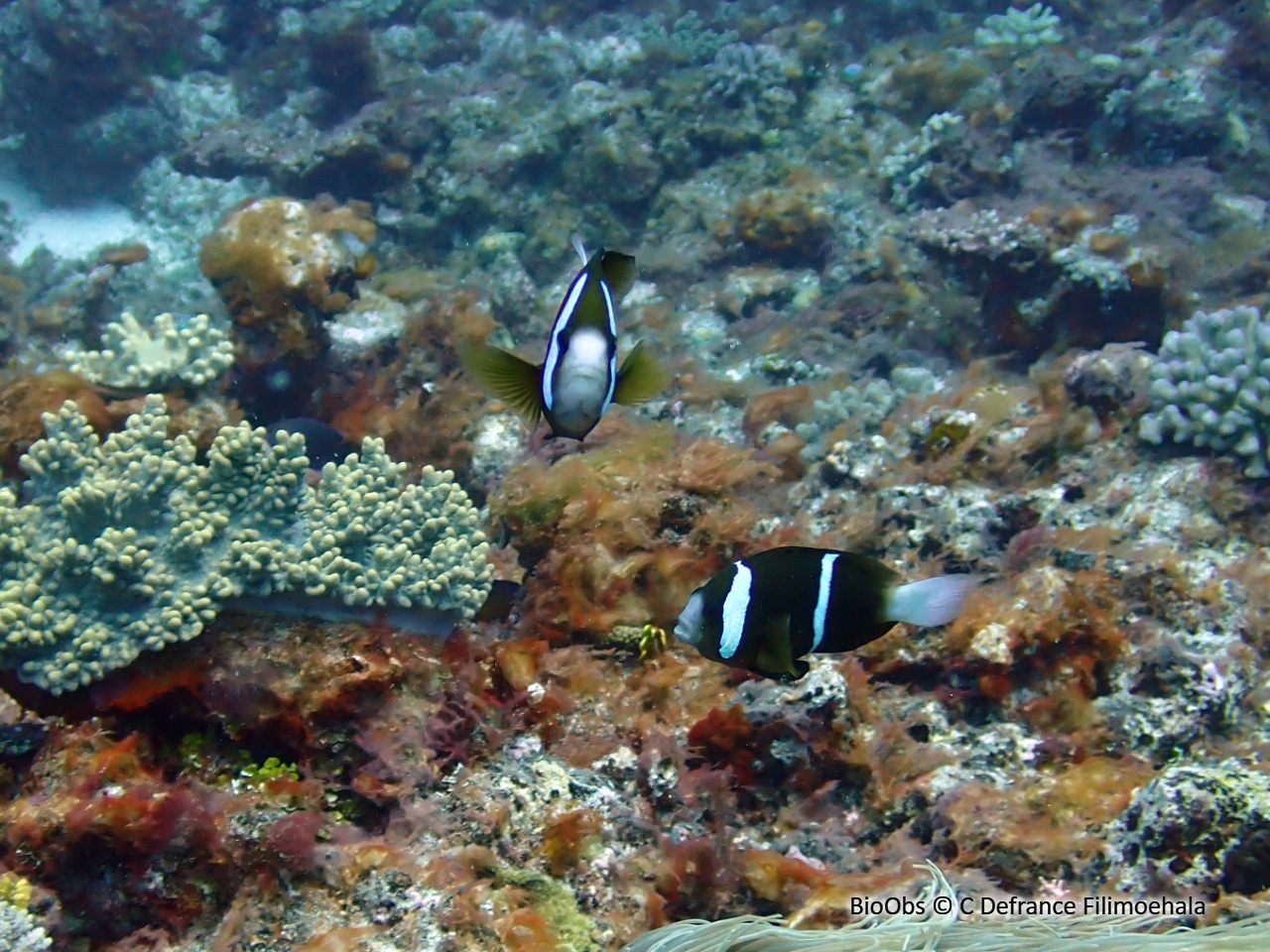 Poisson-clown brun - Amphiprion akindynos - C Defrance Filimoehala - BioObs