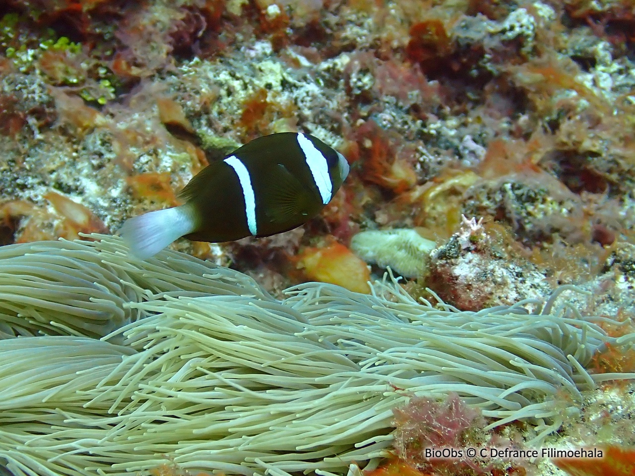 Poisson-clown brun - Amphiprion akindynos - C Defrance Filimoehala - BioObs