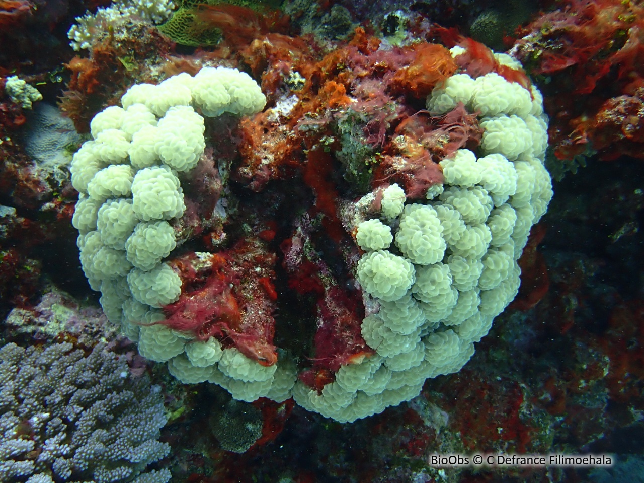 Corail à bulles branchu - Plerogyra simplex - C Defrance Filimoehala - BioObs