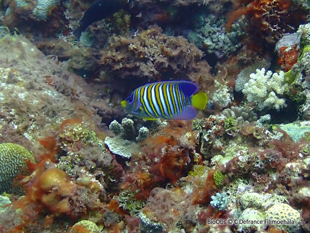 Holacanthe duc - Pygoplites diacanthus - C Defrance Filimoehala - BioObs