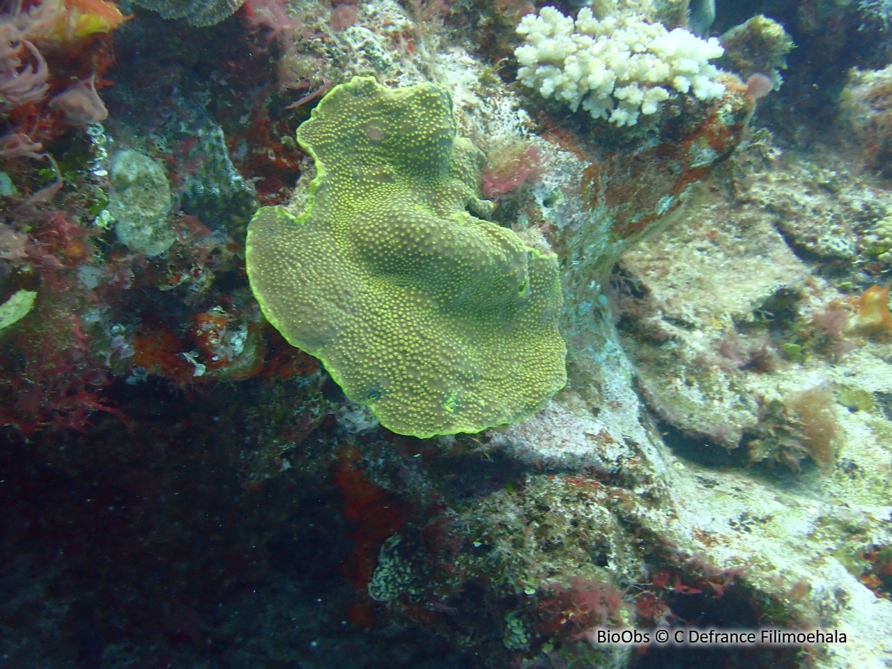 Turbinaire jaune - Turbinaria reniformis - C Defrance Filimoehala - BioObs