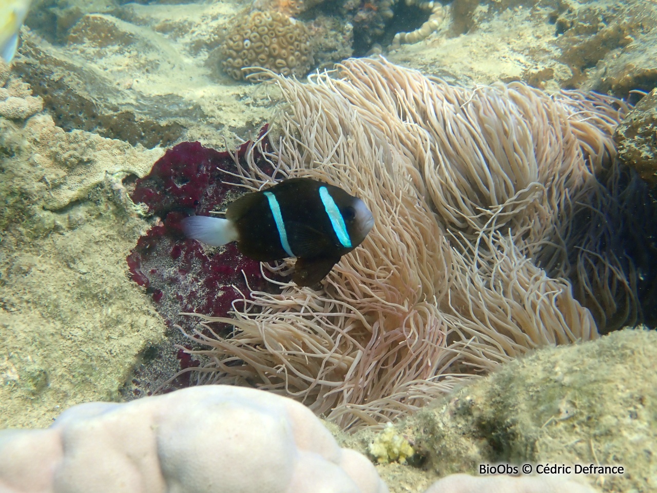 Poisson-clown brun - Amphiprion akindynos - Cédric Defrance - BioObs