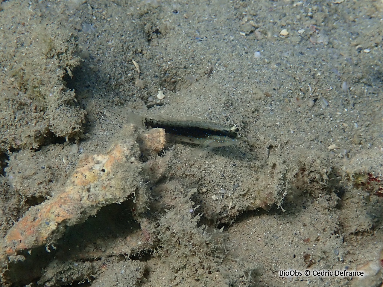 Gobie rayé à points bleus - Asterropteryx striata - Cédric Defrance - BioObs