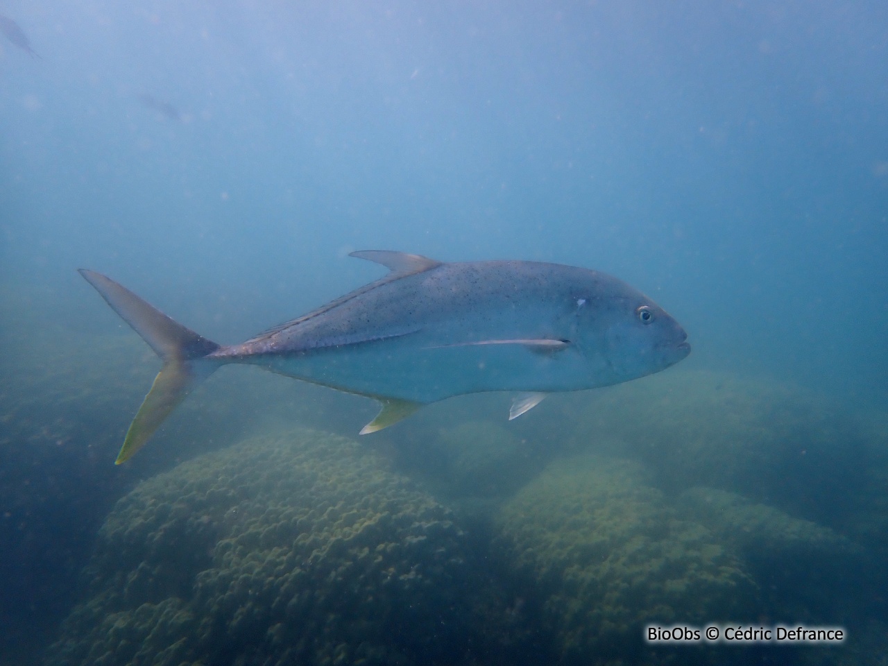 Carangue cuivrée - Caranx papuensis - Cédric Defrance - BioObs