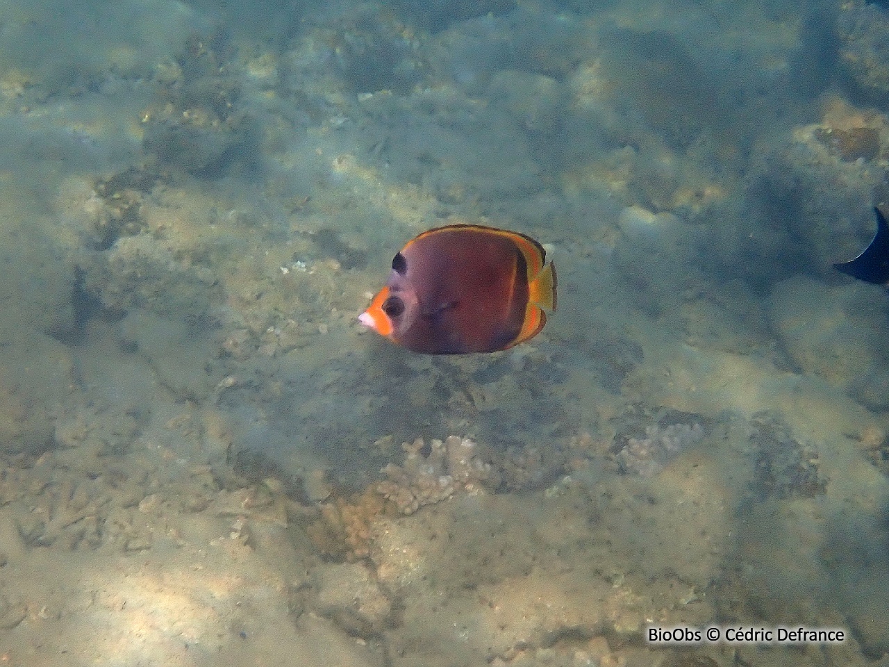Poisson-papillon noir à nez jaune - Chaetodon flavirostris - Cédric Defrance - BioObs
