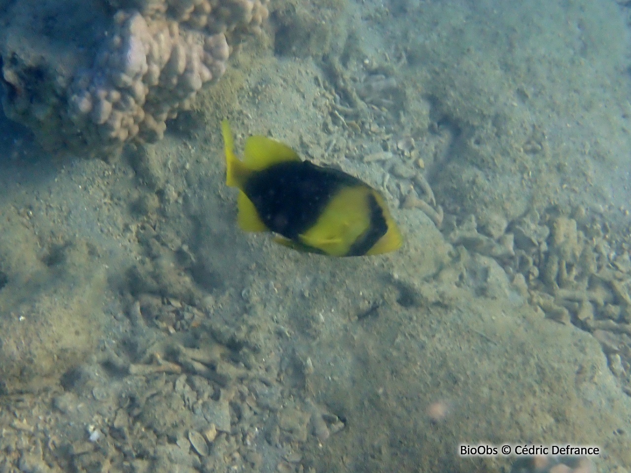 Poisson-savon à deux bandes - Diploprion bifasciatum - Cédric Defrance - BioObs