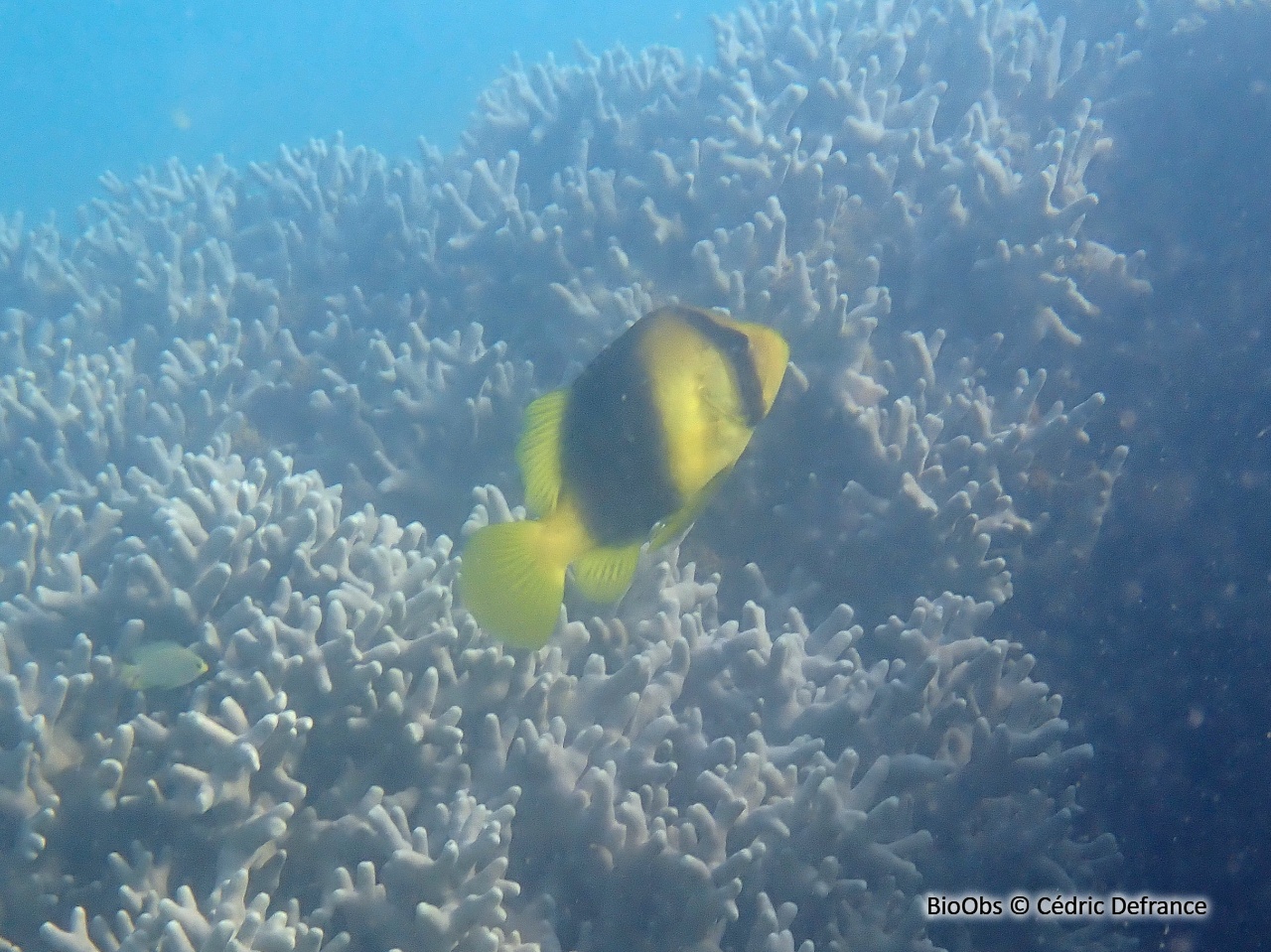 Poisson-savon à deux bandes - Diploprion bifasciatum - Cédric Defrance - BioObs