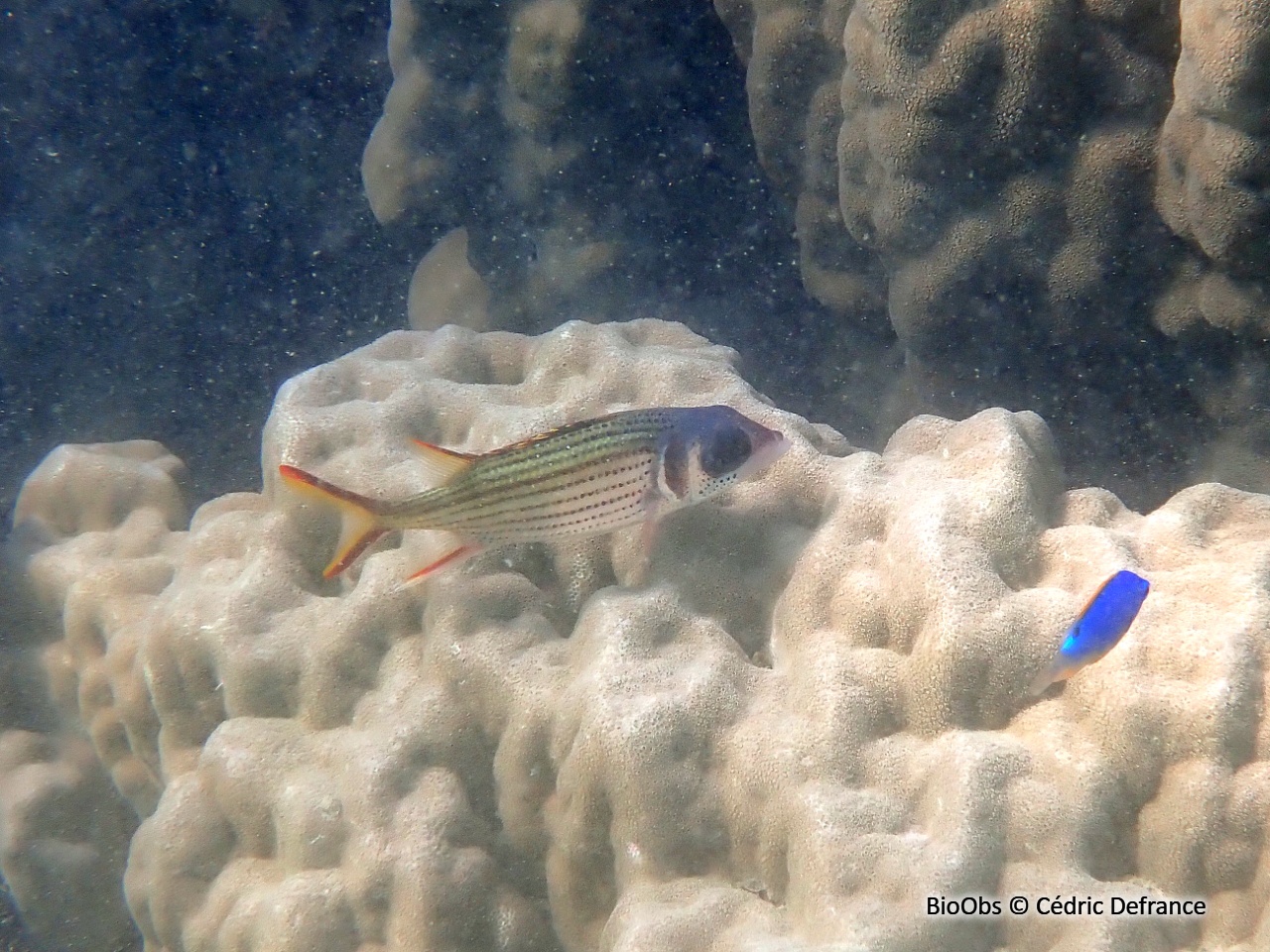 Poisson-écureuil tacheté - Neoniphon sammara - Cédric Defrance - BioObs