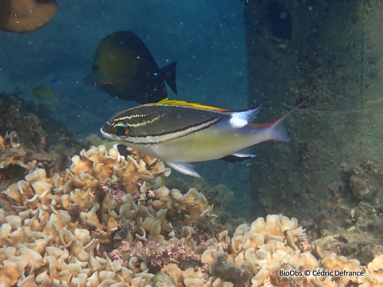 Happeur à deux lignes - Scolopsis bilineata - Cédric Defrance - BioObs
