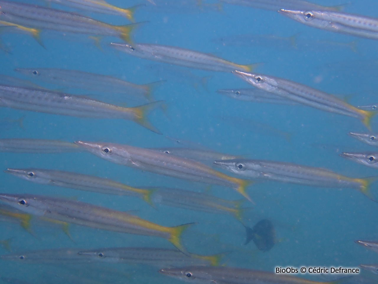 Bécune à ligne jaune - Sphyraena chrysotaenia / obtusata - Cédric Defrance - BioObs