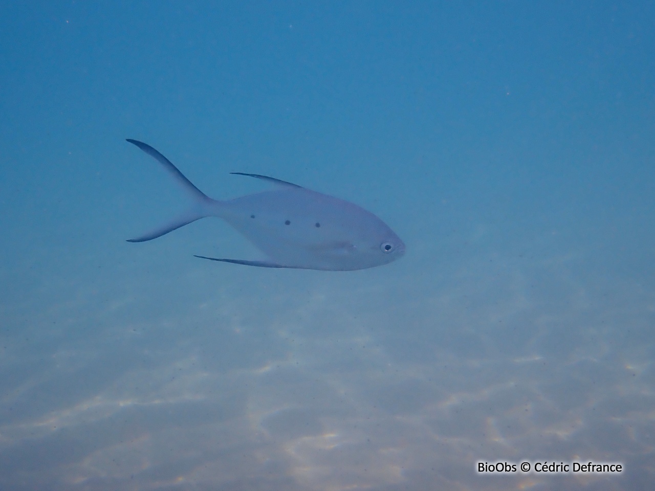 Pompaneau muscadin - Trachinotus baillonii - Cédric Defrance - BioObs