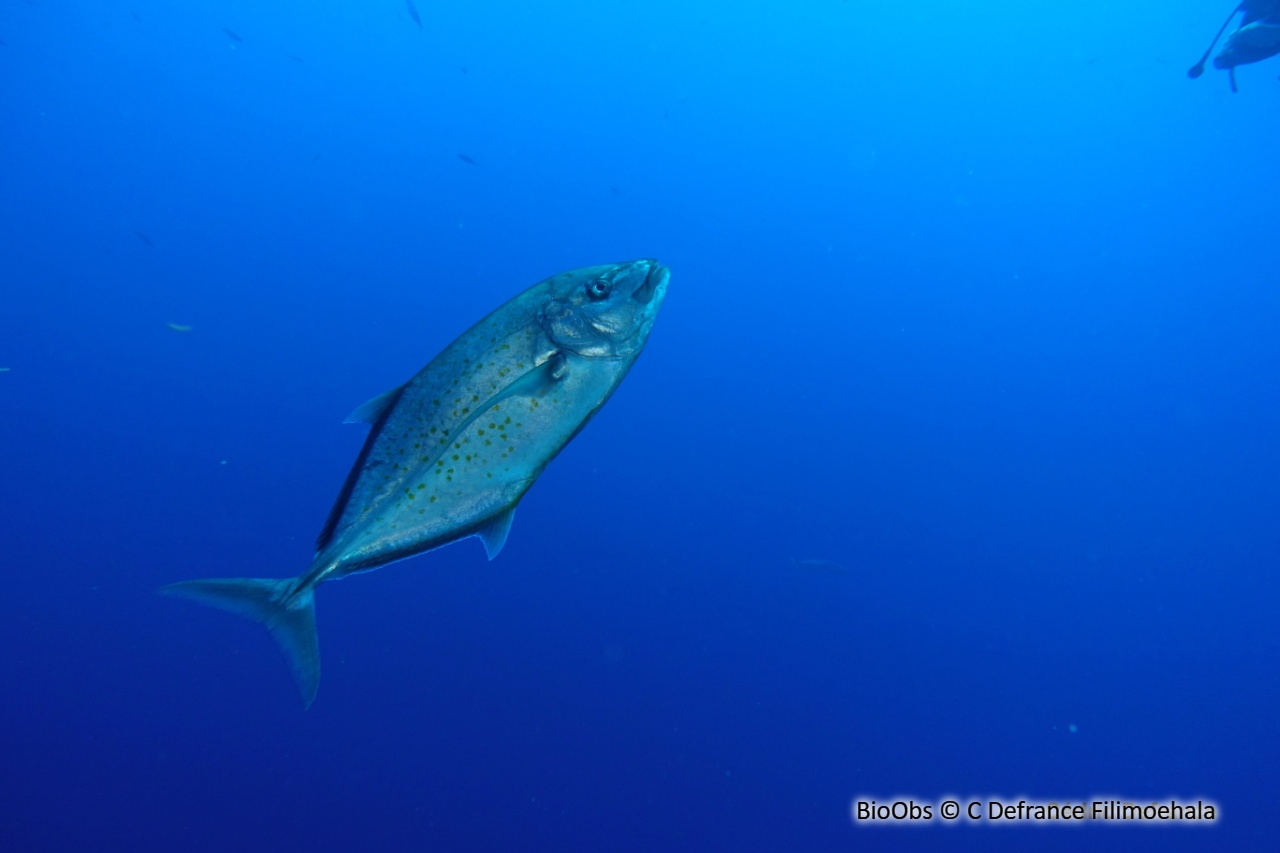 Carangue bajad - Carangoides bajad - C Defrance Filimoehala - BioObs