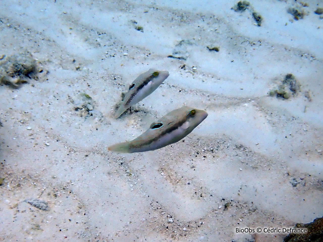 Canthigaster de Bennett - Canthigaster bennetti - Cédric Defrance - BioObs