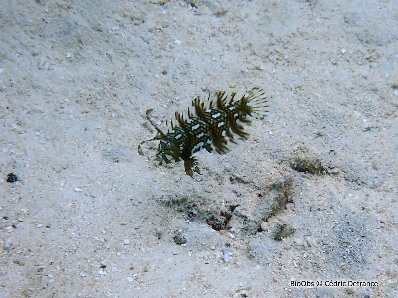 labre-rasoir masqué - Novaculichthys taeniourus - Cédric Defrance - BioObs