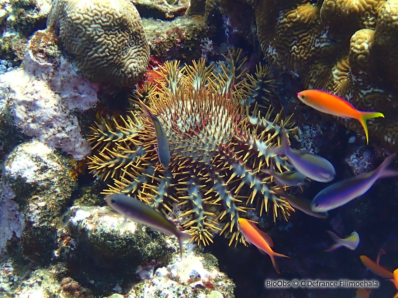 Acanthaster couronne d'épines solaire - Acanthaster solaris - C Defrance Filimoehala - BioObs