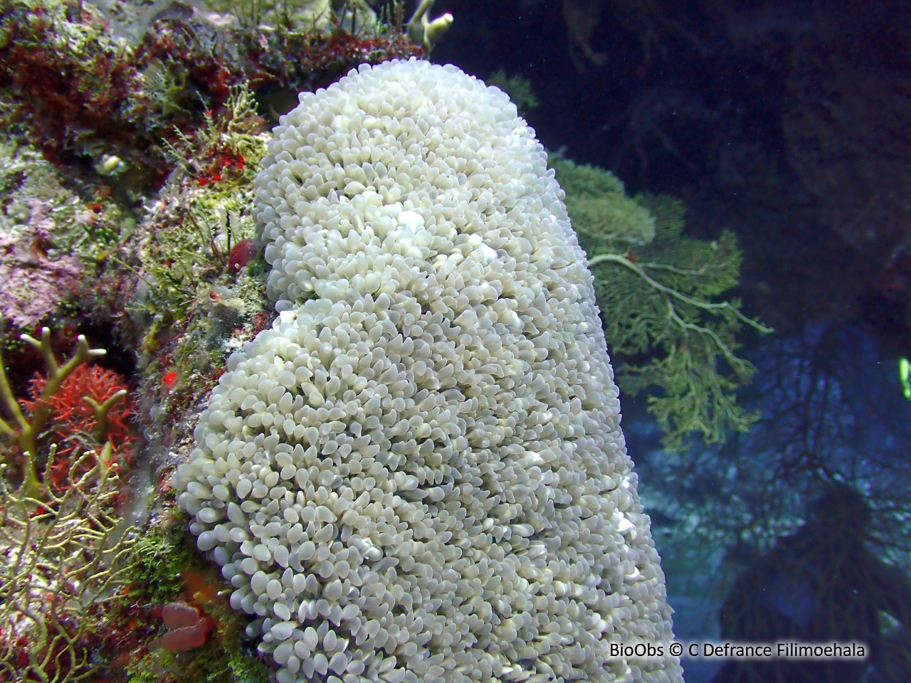 Corail à bulles - Physogyra lichtensteini - C Defrance Filimoehala - BioObs