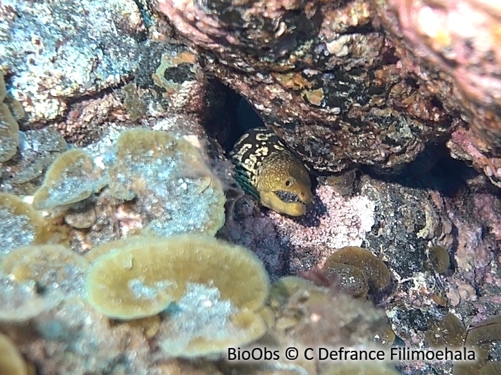Murène tigre - Enchelycore anatina - C Defrance Filimoehala - BioObs