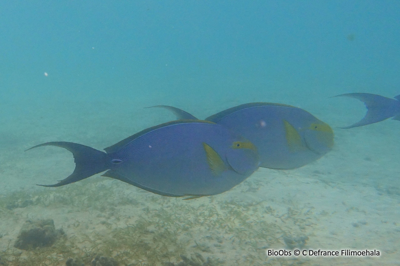 Chirurgien pâle - Acanthurus mata - C Defrance Filimoehala - BioObs