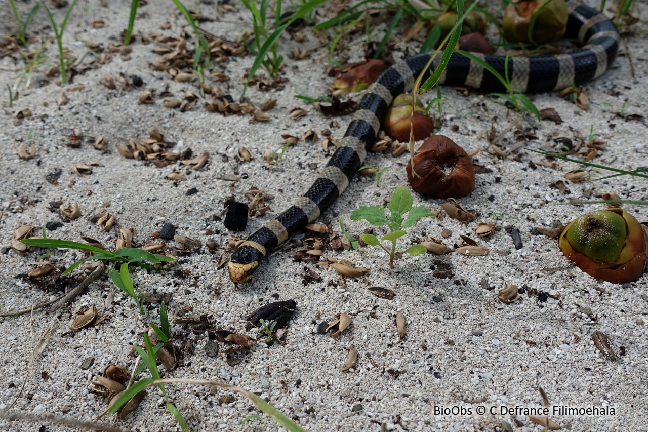 Tricot rayé jaune - Laticauda saintgironsi - C Defrance Filimoehala - BioObs