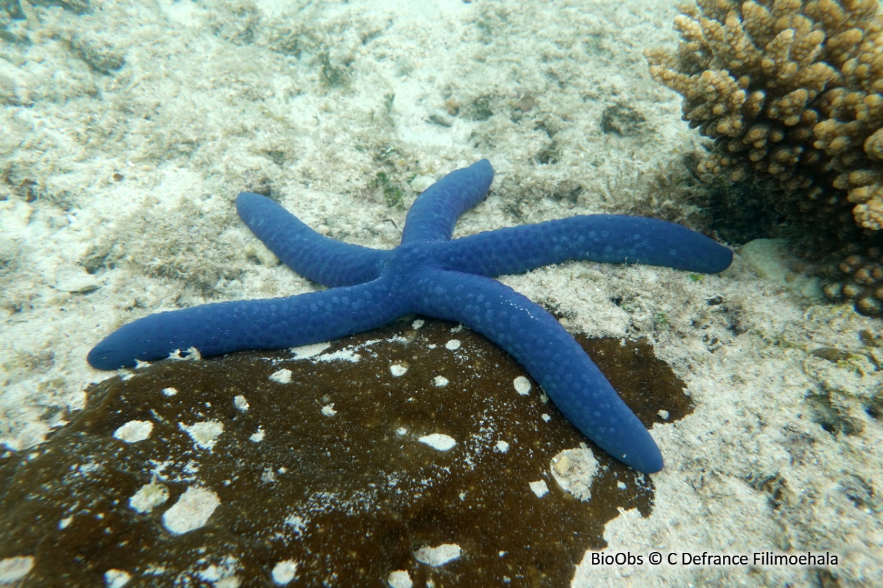 Linckia bleue - Linckia laevigata - C Defrance Filimoehala - BioObs