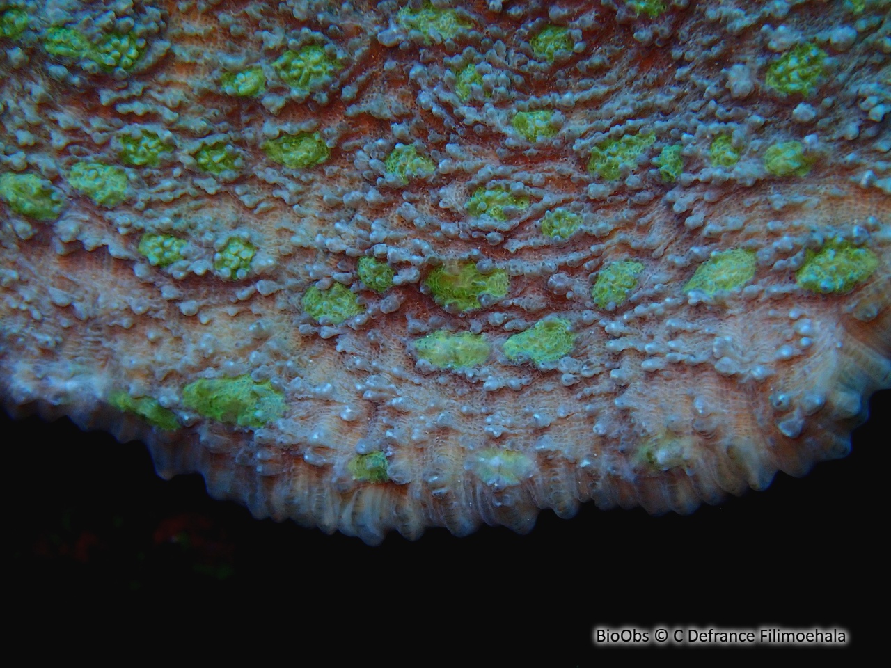 Corail-laitue poreux - Oxypora lacera - C Defrance Filimoehala - BioObs