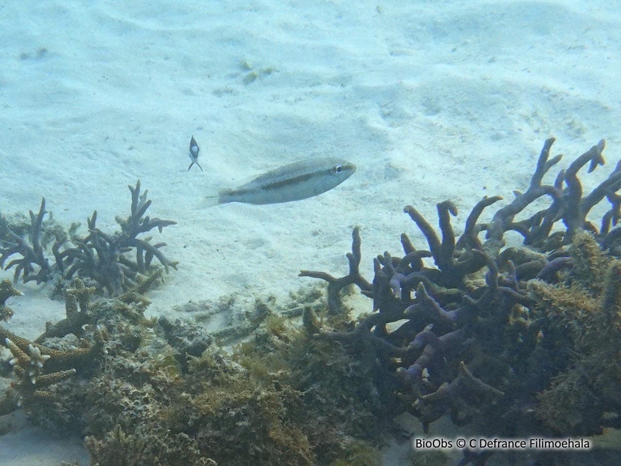 Capitaine baxou - Lethrinus variegatus - C Defrance Filimoehala - BioObs