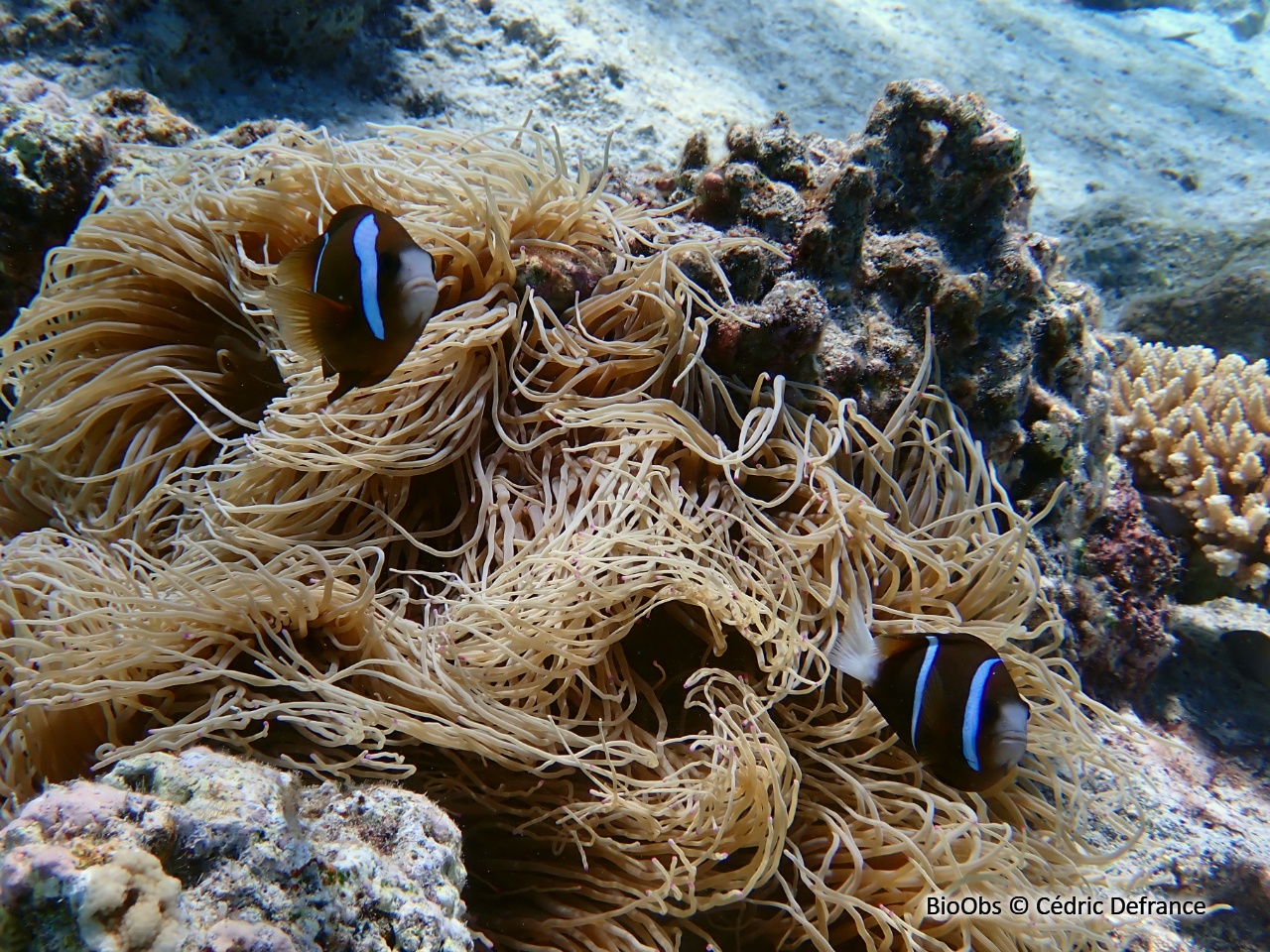 Poisson-clown brun - Amphiprion akindynos - Cédric Defrance - BioObs