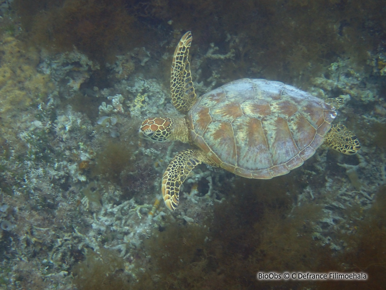 Tortue verte - Chelonia mydas - C Defrance Filimoehala - BioObs