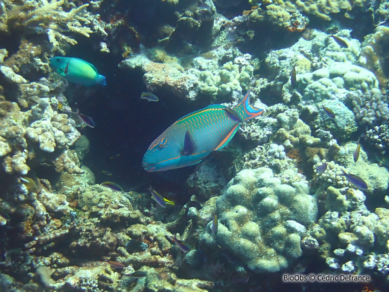 Perroquet bicolore - Cetoscarus ocellatus - Cédric Defrance - BioObs