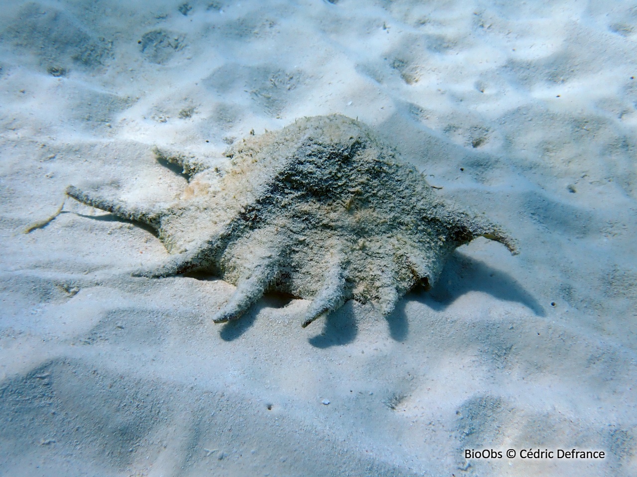 Sept doigts - Lambis lambis - Cédric Defrance - BioObs