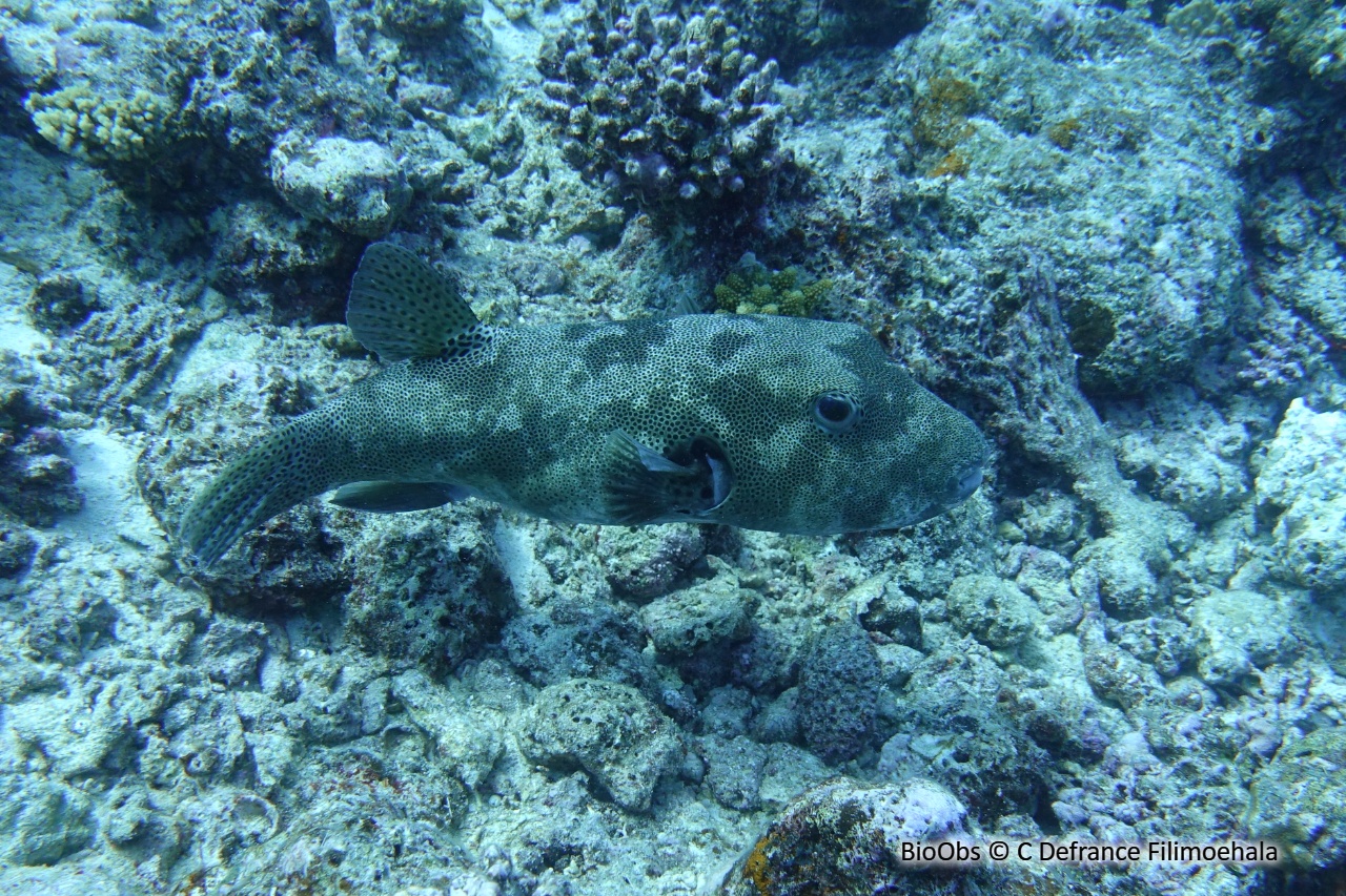 Poisson-ballon étoilé - Arothron stellatus - C Defrance Filimoehala - BioObs