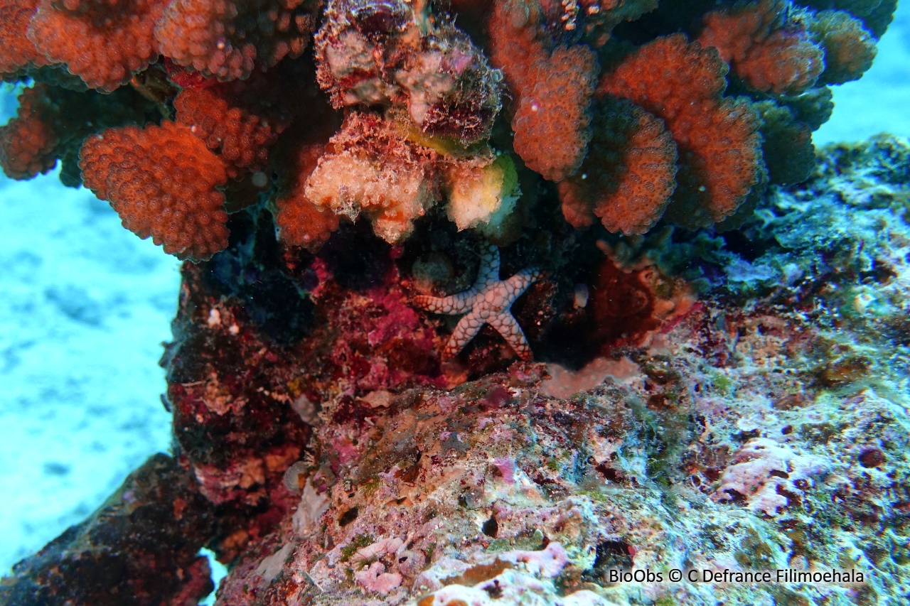 Etoile de mer Indienne - Fromia indica - C Defrance Filimoehala - BioObs