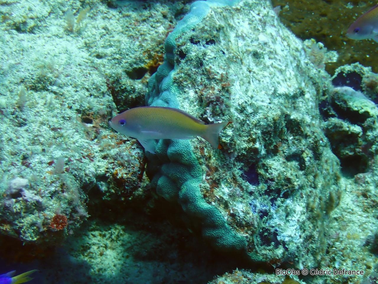 Anthias trapu