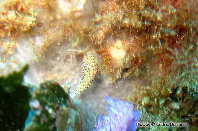 Faceline à ponctuations noires - Caloria elegans - Cédric Defrance - BioObs