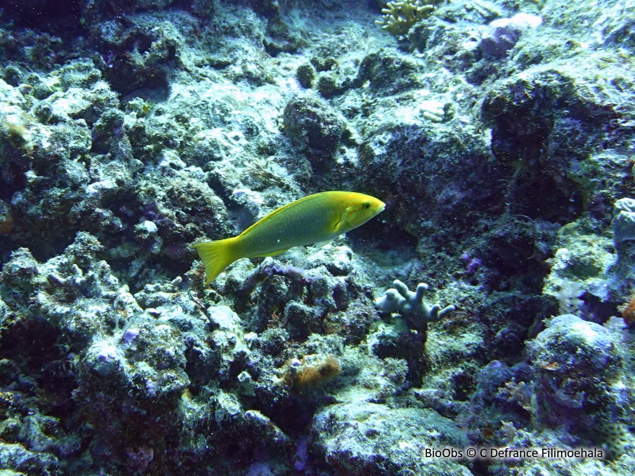 Girelle paon jaune - Thalassoma lutescens - C Defrance Filimoehala - BioObs