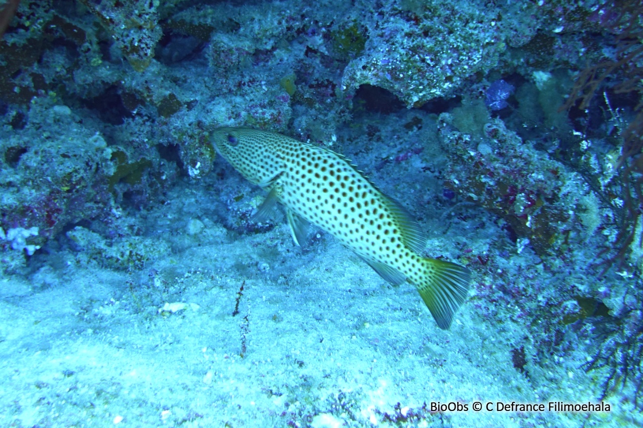 Mérou élégant - Anyperodon leucogrammicus - C Defrance Filimoehala - BioObs