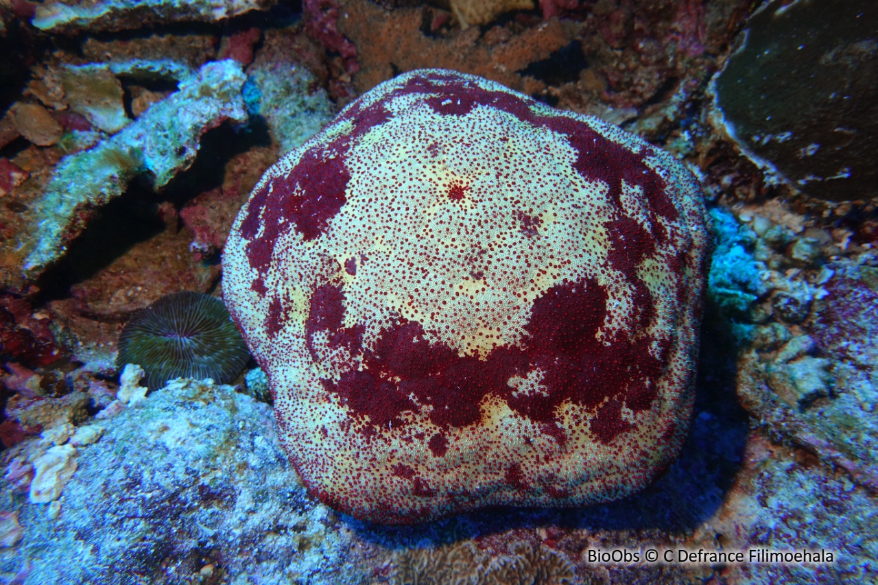 Etoile de mer coussin du Pacifique - Culcita novaeguineae - C Defrance Filimoehala - BioObs