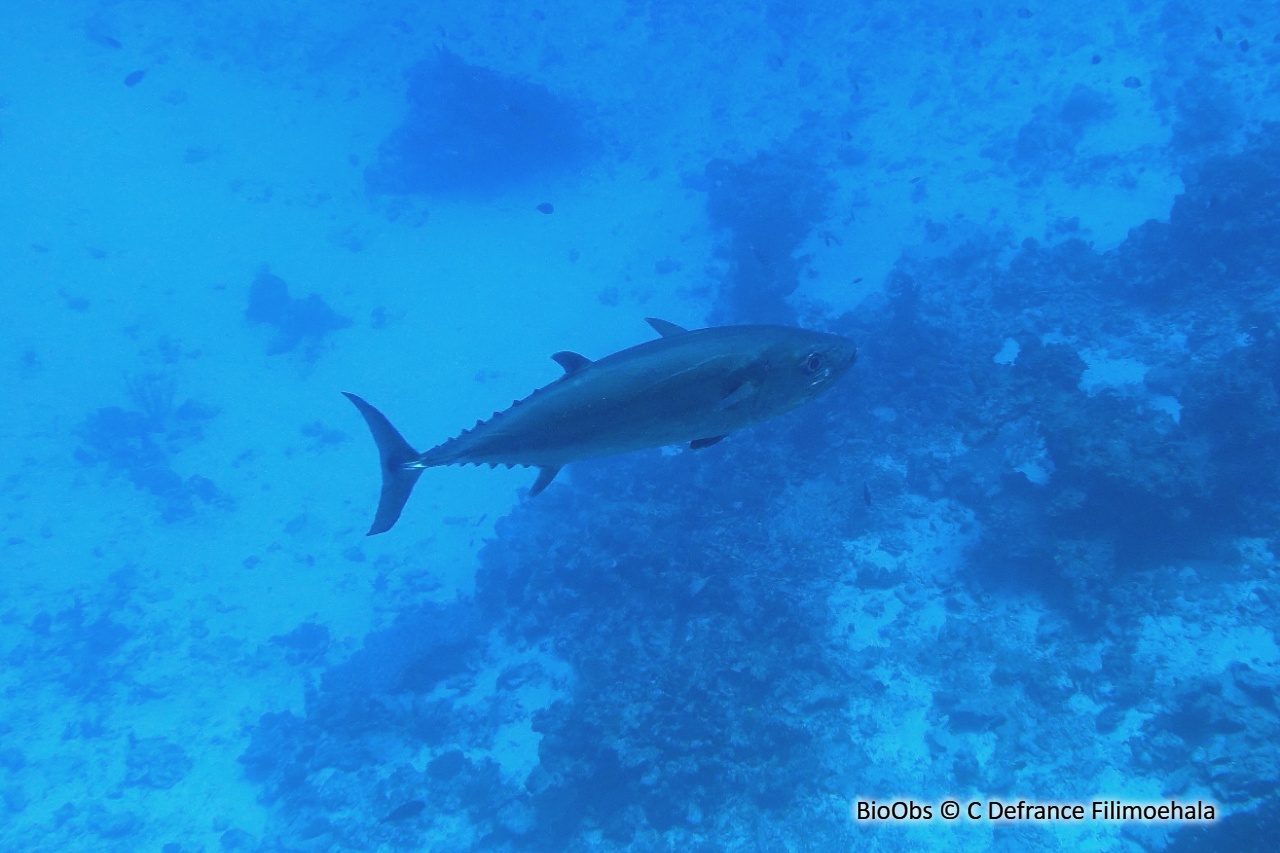 Thon dents-de-chien - Gymnosarda unicolor - C Defrance Filimoehala - BioObs