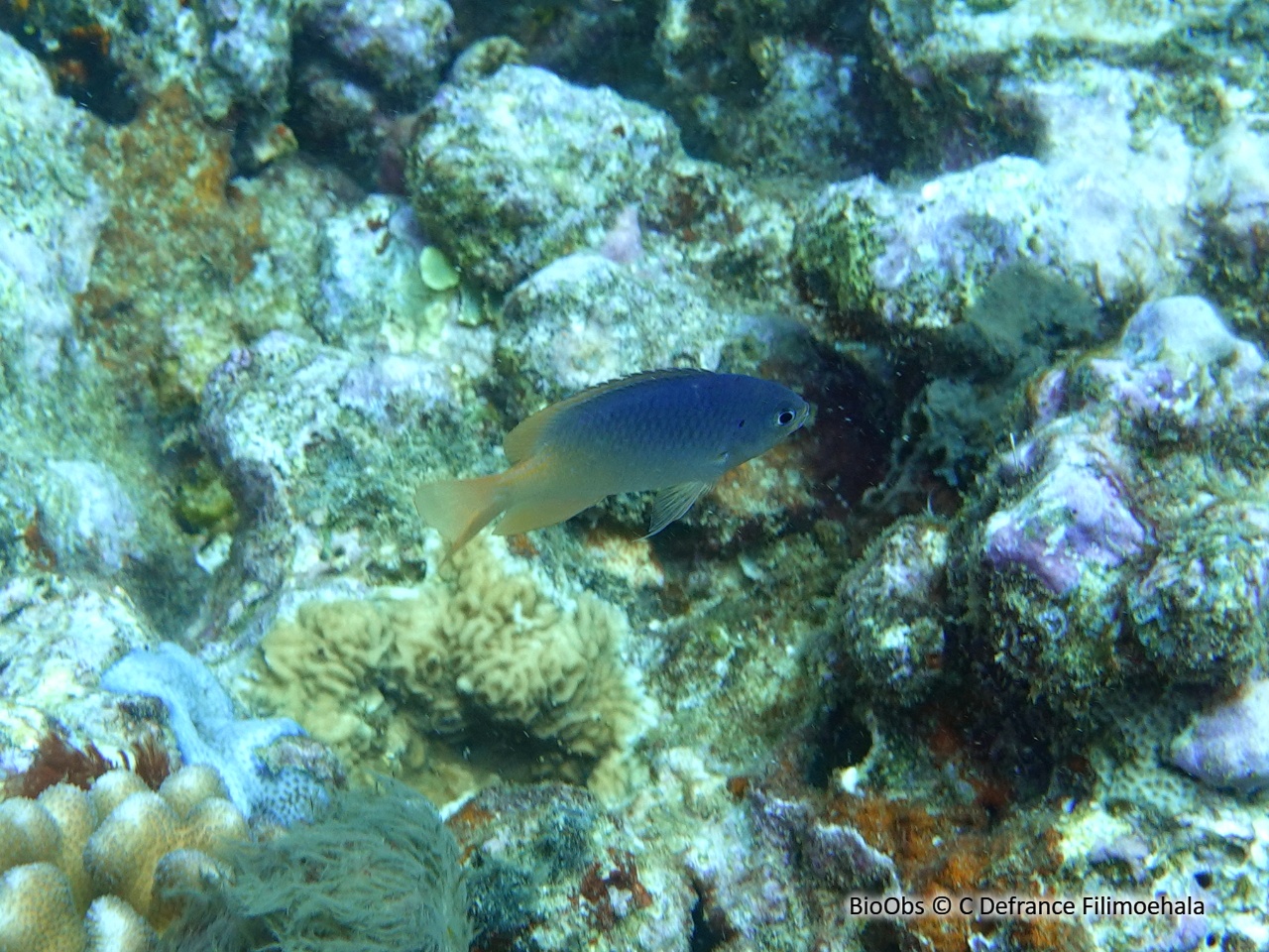 Demoiselle à dos gris - Chrysiptera caesifrons - C Defrance Filimoehala - BioObs