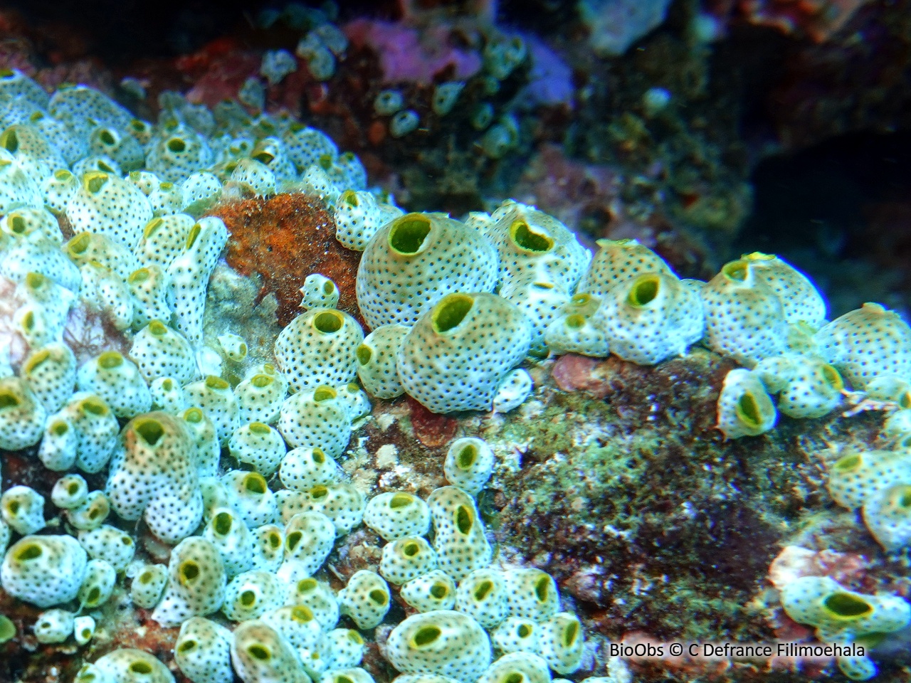 Grande synascidie-urne - Didemnum molle - C Defrance Filimoehala - BioObs