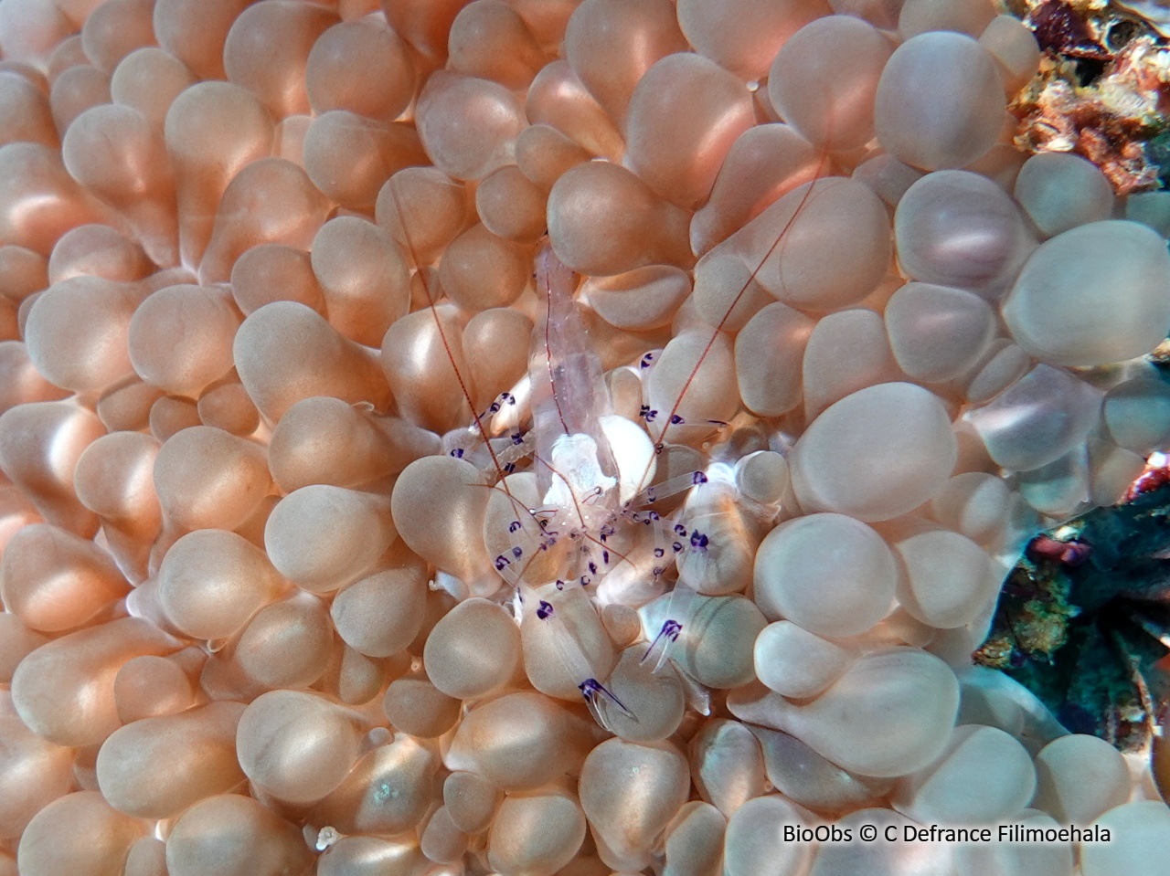 Crevette corail de Coleman - Palaemonella colemani - C Defrance Filimoehala - BioObs