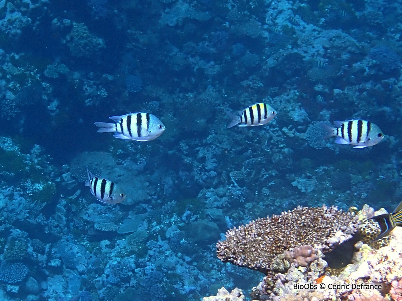 Poisson-bagnard - Abudefduf vaigiensis - Cédric Defrance - BioObs